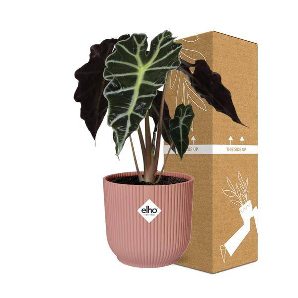 Elefantenohr - Alocasia Polly - Zimmerpflanze + Topf Vibes Falten 14cm Rosa