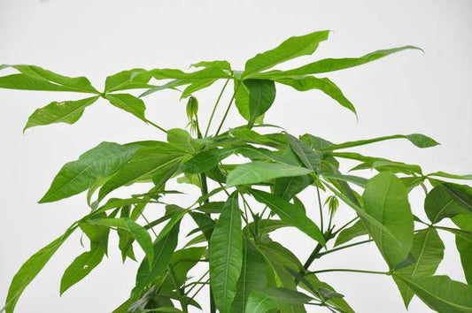 Glückskastanie – Pachira Aquatica – Zimmerpflanze 150cm – Ø27cm – Geldbaum mit geflochtenem Stamm – Exotische Grünpflanze für Wohnzimmer & Büro – Pflegeleicht 