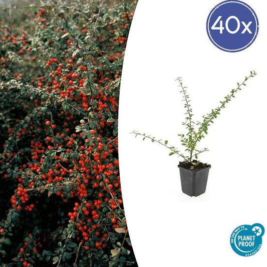 Teppichmispel Cotoneaster suec. 'Coral Beauty' – ↕10-25cm – Ø9cm – 40 Pflanzen – Bodendecker & niedrige Hecke – Winterhart – pflegeleicht
