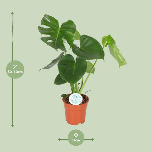 Monstera Deliciosa - Ø17cm - ↕55cm - Oasis of Life