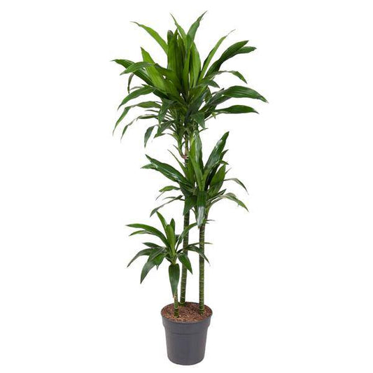 Drachenbaum – Dracaena Janet Craig 150cm – Ø24cm – Zimmerpflanze mit breiten dunkelgrünen Blättern – Elegante pflegeleichte Grünpflanze für Wohnzimmer, Büro & Wintergarten 