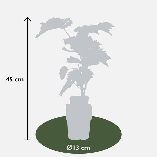 Weinrebe - Vitis vinifera 'Boskoop Glory' - Ø13cm - ↕45cm