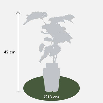 Weinrebe - Vitis vinifera 'Boskoop Glory' - Ø13cm - ↕45cm