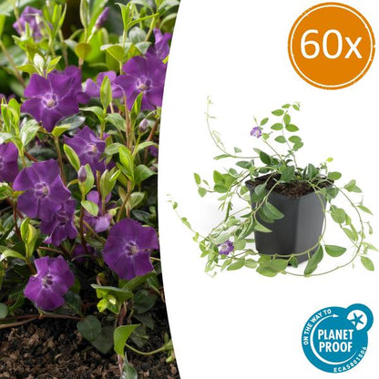 Immergrün – Vinca minor 'Atropurpurea' – ↕10-25cm – Ø9cm – 60 Pflanzen – Lila Bodendecker – Sonne & Schatten – Pflegeleicht