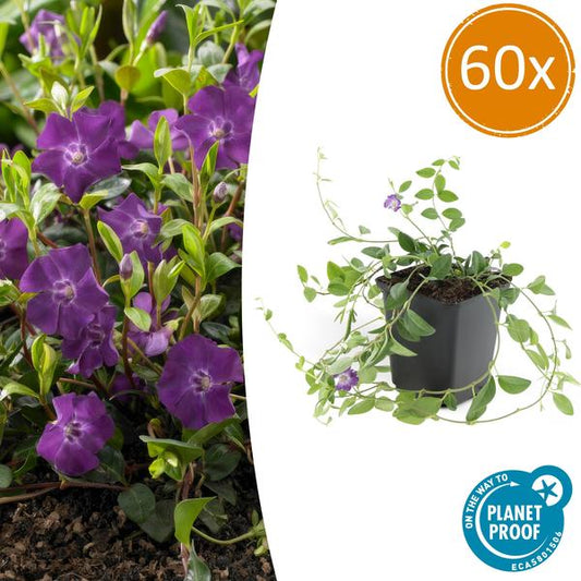 Immergrün – Vinca minor 'Atropurpurea' – ↕10-25cm – Ø9cm – 60 Pflanzen – Lila Bodendecker – Sonne & Schatten – Pflegeleicht