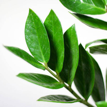 Zamioculcas Zamiifolia - Glücksfeder - Zimmerpflanze ↕80cm - Ø21cm + Topf Viber Weiß