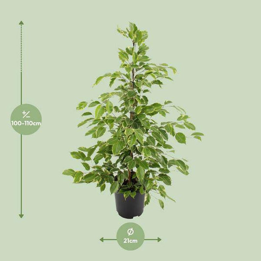 Birken-Feige Ficus benjamina Goldenking – Zimmerpflanze – Ø21cm – Ca. 95cm – Glänzende Blätter – Pflegeleicht – Für Halbschatten & Innenräume 