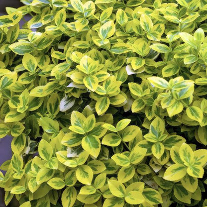 Spindelstrauch - Euonymus fort. 'Smaragd 'n Gold' - ↕10-25cm - Ø9cm - 60 Stück