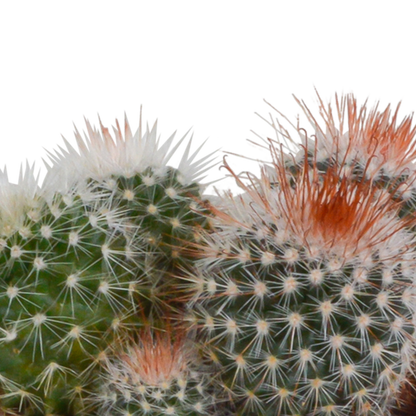 Kaktus - Bolcactus - Mix - 8,5 cm - Zimmerpflanze - im Mexicaanse-Topf