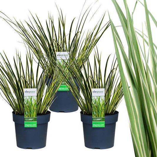 Acorus gramineus 'Argenteostriatus' - Grasartiger Kalmus - Ø14cm - ↨30cm - 3 Stück