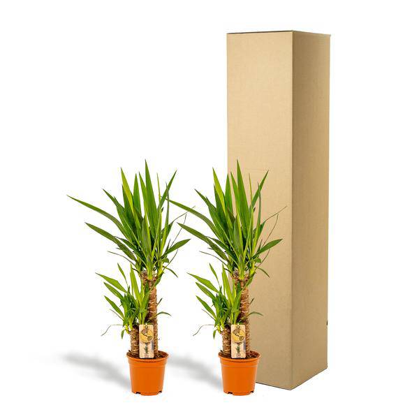 2x Yucca - ↨90cm - Ø17cm - Oasis of Life