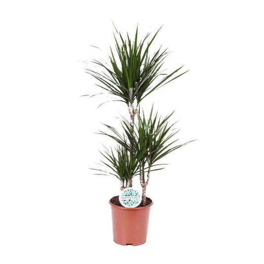Dracaena Marginata - Ø21cm - ↕115cm - Oasis of Life