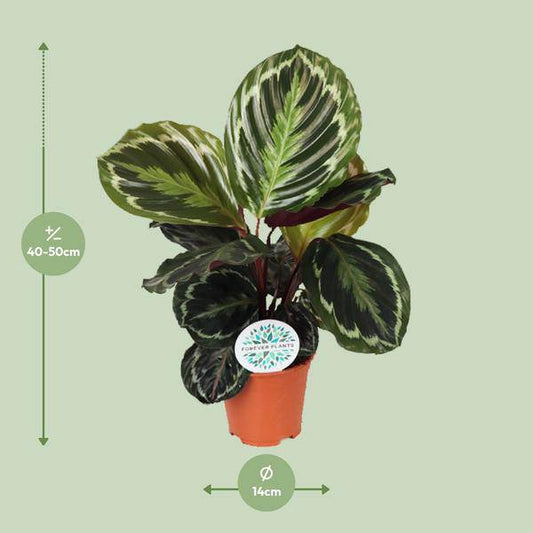 Korbmarante (Calathea Medaillon) – Zimmerpflanze im Ø14cm Topf – ca. 45cm hoch – Exotische Blattpflanze mit lebhaften Mustern – Pflegeleicht im Halbschatten 
