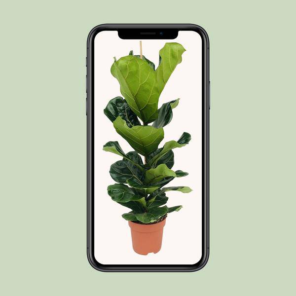 Ficus Lyrata - Ø21cm - ↕100cm - Oasis of Life
