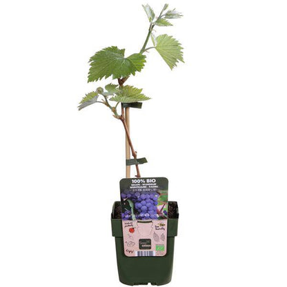 Weinrebe - Vitis vinifera 'Boskoop Glory' - Ø13cm - ↕45cm