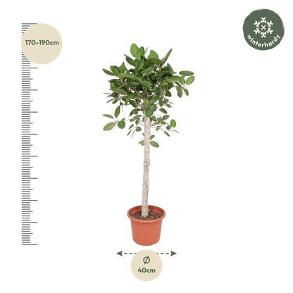Banyan-Feige - Ficus Benghalensis - 190cm - ø40cm