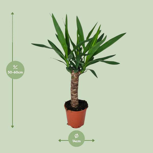 Palmlilie - Yucca - Zimmerpflanze - Ø14cm - ↕60cm 