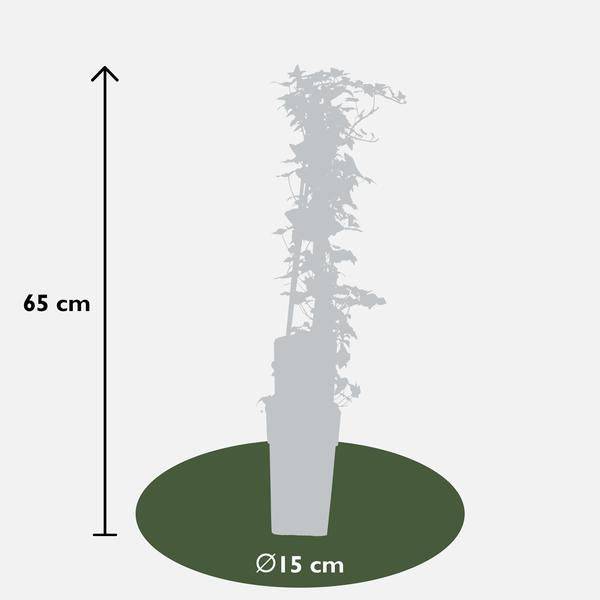 Gemeiner Efeu - Hedera helix - ↨65cm - Ø15cm - 4 Stück