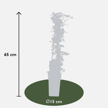 Gemeiner Efeu - Hedera helix - ↨65cm - Ø15cm - 4 Stück