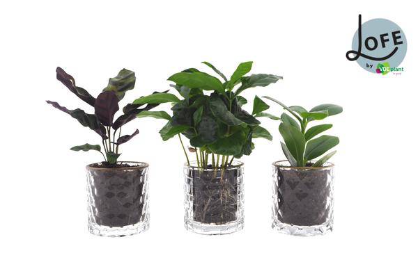 Intenz Mix im Koffer Gold - 3 Stücke - Ø7cm - ↕25cm - Oasis of Life