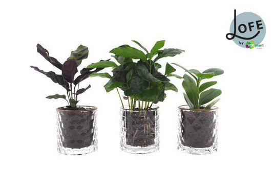 Intenz Mix im Koffer Gold - 3 Stücke - Ø7cm - ↕25cm - Oasis of Life