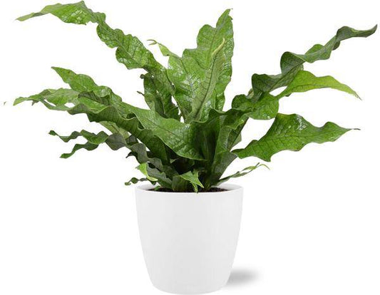 Microsorum Diversifolium – Känguru-Farn – Zimmerpflanze Ø17cm ↕45cm – Mit Topf Brüssel Weiß Ø18x17cm – Vielseitiges, dekoratives Laub – Pflegeleicht & robust 