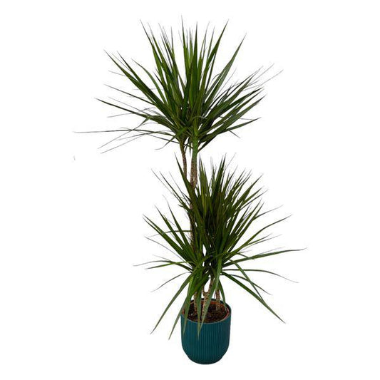 Dracaena Marginata – Drachenbaum – Zimmerpflanze ca. 120cm – ø21cm – inkl. Pflanzgefäß Vibes Fold Blau D22xH20 – Elegante pflegeleichte Grünpflanze für Wohnzimmer & Büro 