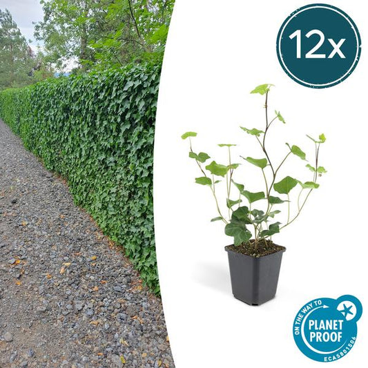 Hedera hibernica – Großblättriger Irischer Efeu – Ø9cm – ↕10-25cm – 12 Pflanzen – Vielseitiger Kletter- & Bodendecker