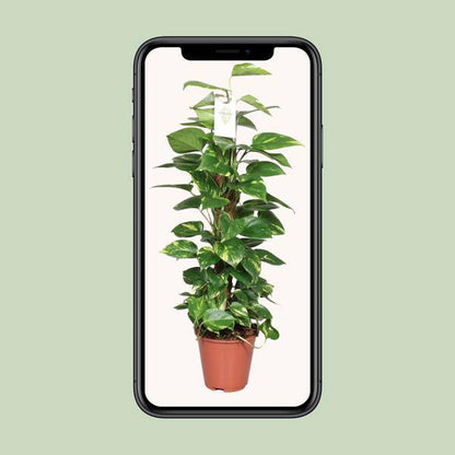 Efeutute - Epipremnum Scindapsus Pinnatum - Moosstock - Zimmerpflanze - Ø19cm - ↕80cm