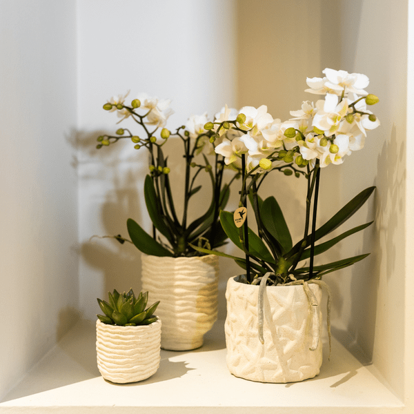 Star Fish Blumentopf Off White Ø9cm – Dekorativer Keramiktopf mit Seestern-Muster – Sommerlicher Pflanzentopf im maritimen Design – Blumendeko für Wohnzimmer, Küche & Bad 