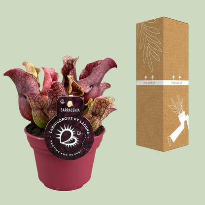 Schlauchpflanze - Sarracenia - Zimmerpflanze - Ø12cm - ↕20cm 