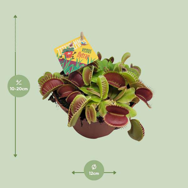 Venusfliegenfalle - Dionaea Muscipula - Zimmerpflanze - Ø12cm - ↕12cm