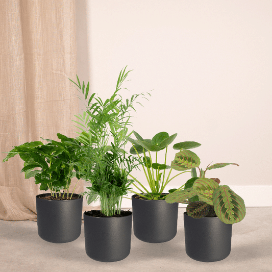 Tierfreundliche Pflanzenset - Ø12cm - ↕20-40cm - 4 Pflanzen