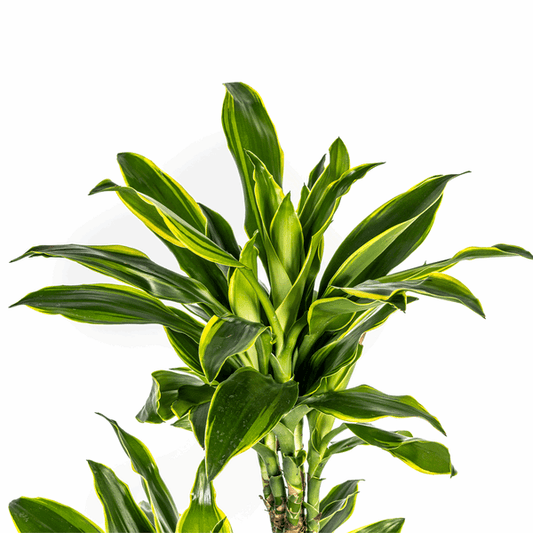 Dracaena Fragrans Golden Coast Ø24cm - ↕130 - 150cm
