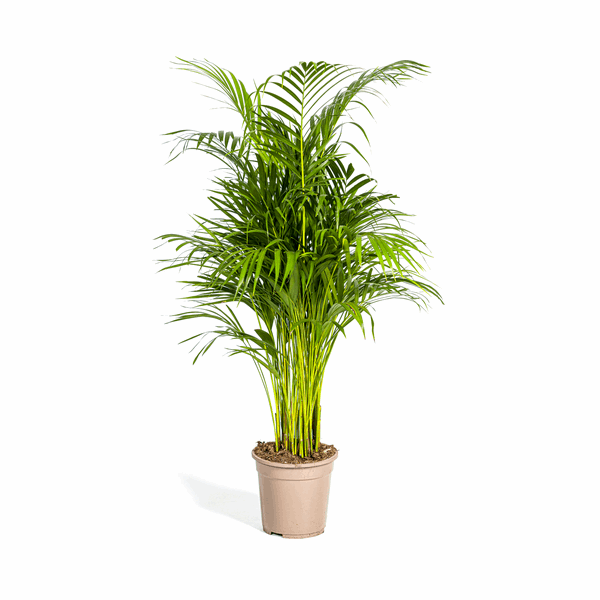 Dypsis Areca Lutescens Ø21cm - ↕100 - 120cm 