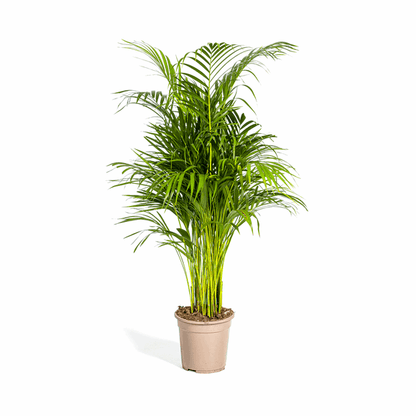 Dypsis Areca Lutescens Ø21cm - ↕100 - 120cm 