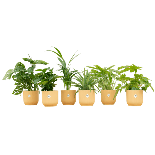 Überraschungskiste – 6 verschiedene Zimmerpflanzen inkl. Topf Vibes Fold Ø14cm Buttergelb – Pflegeleichte Grünpflanzen für Innenräume – Dekorative Pflanzenmischung & Geschenkidee 