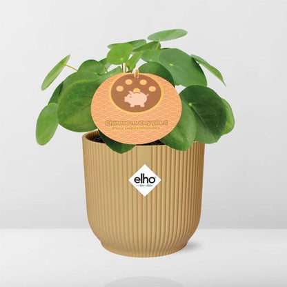 Chinesischer Geldbaum - Pilea Peperomioides - Zimmerpflanze - 12cm + Topf Vibes Fold 14cm Gelb