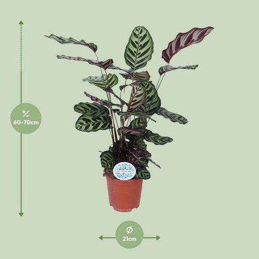 Pfauen-Korbmaranthe (Calathea Makoyana) – Zimmerpflanze im Ø21cm Topf – ca. 70cm hoch – Pflegeleichte, dekorative Zimmerpflanze mit auffälligem Blattmuster 