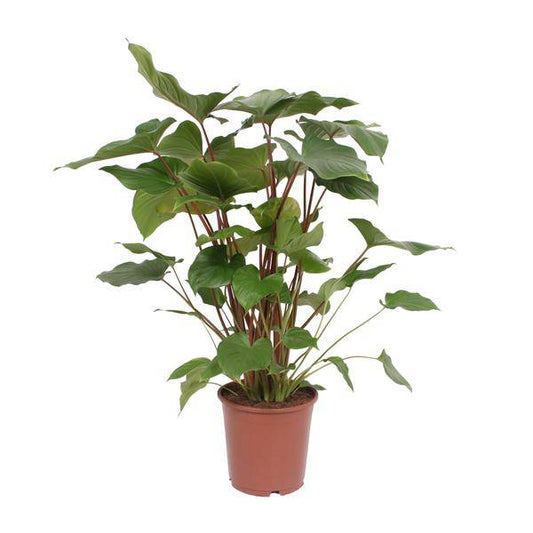 Homalomena Rubescens Maggy - Zimmerpflanze - Ø24cm - ↕90cm 