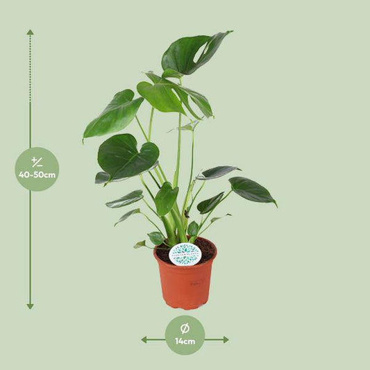 Köstliches Fensterblatt - Monstera Deliciosa - Zimmerpflanze - Ø14cm - ↕45cm