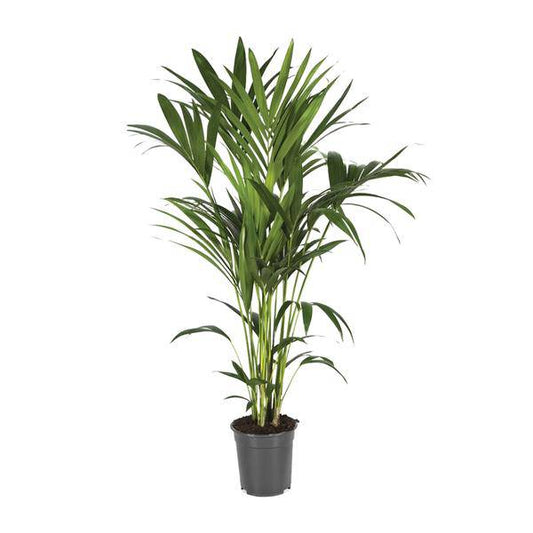 Kentiapalme - Howea Forsteriana - Zimmerpflanze - Ø21cm - ↕120cm 