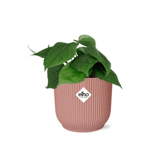 Baumfreund - Philodendron Scandens - Zimmerpflanze + Topf Vibes Fold 14cm Rosa