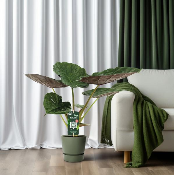 Alocasia Wentii - Elefantenohr - Ø19cm - ↕70cm - Oasis of Life