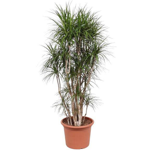 Drachenbaum - Dracaena Marginata - 220cm - ø40cm 