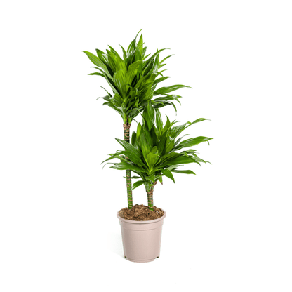 Dracaena Deremensis Grünes Juwel - Drachenbaum - Zimmerpflanze - Ø19cm - ↕70-90cm