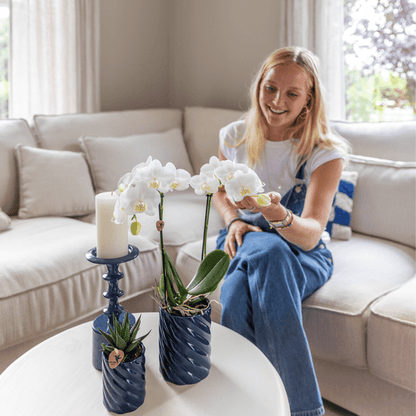 Amabilis Orchidee Weiß & Sukkulente Haworthia – Zimmerpflanzen Set – Candy Dekotöpfe Blau Ø9cm & Ø6cm – Pflanzenset für Wohnzimmer & Geschenkidee 