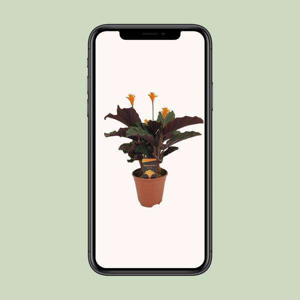 Safran-Korbmarante - Calathea Crocata - Zimmerpflanze - Ø14cm - ↕40cm