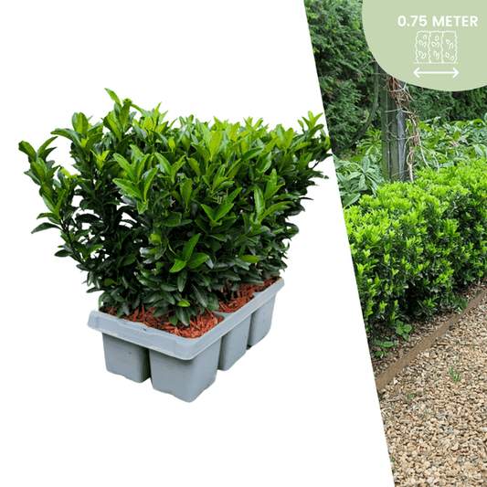 Euonymus 'Green Spire' - Japanischer Spindelstrauch - Ø7cm - ↨15cm - 6 Stück