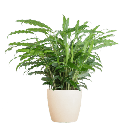 Calathea Rufibarba - Korbmarante - Zimmerpflanze - ↕55cm - Ø17cm + Topf Viber Weiß
